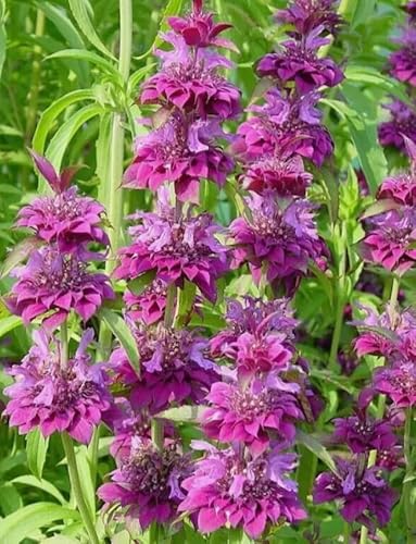 1 Pack of 900 SEEEDS Purplish Lilac Lemon bee Balm Mint Monarda citriodora