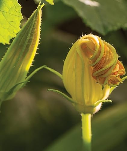 Miniatura 5 de Burpee - Semillas de calabacín de verano, variedad “Butterstick”, 25 Semillas