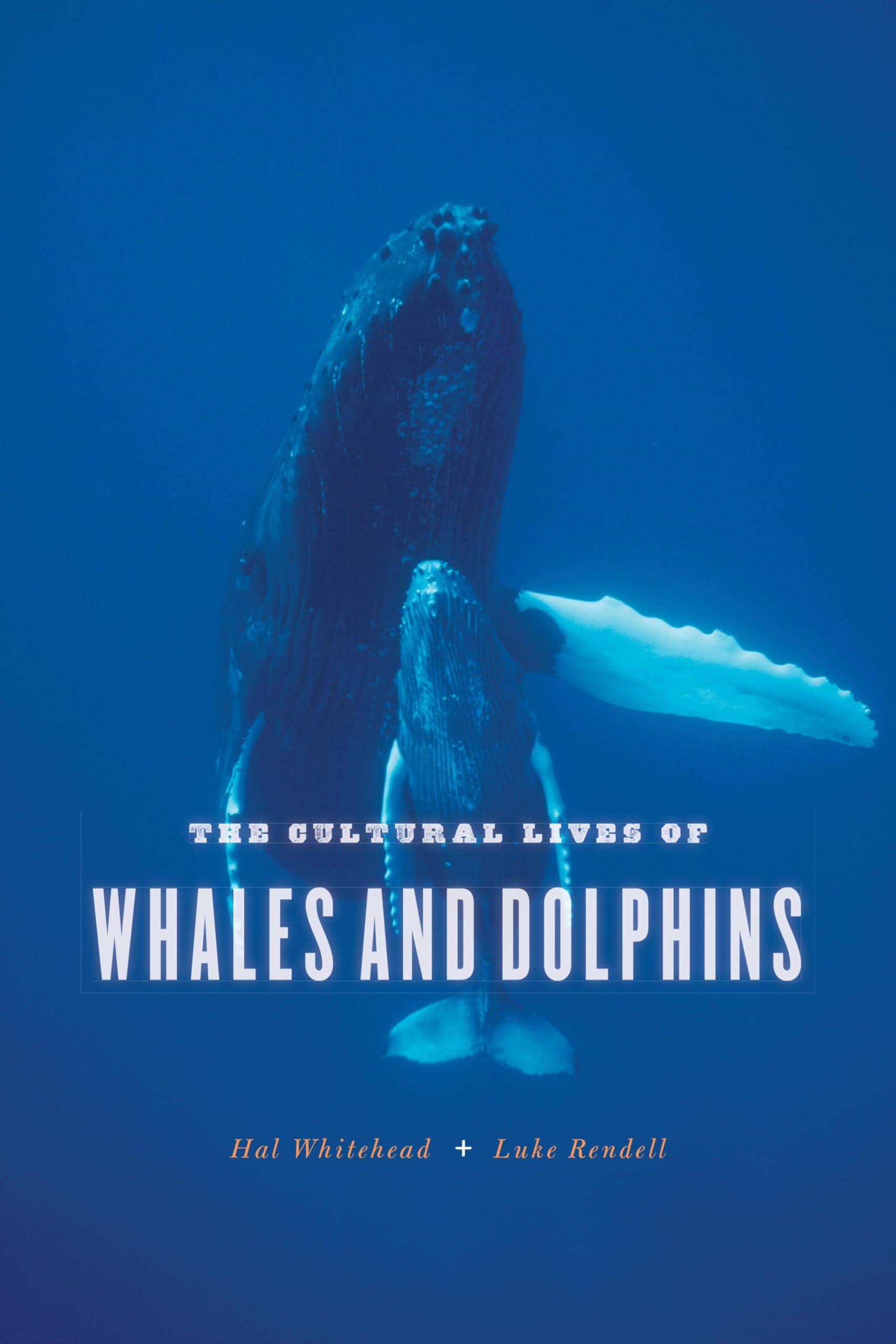 The Cultural Lives of Whales and Dolphins