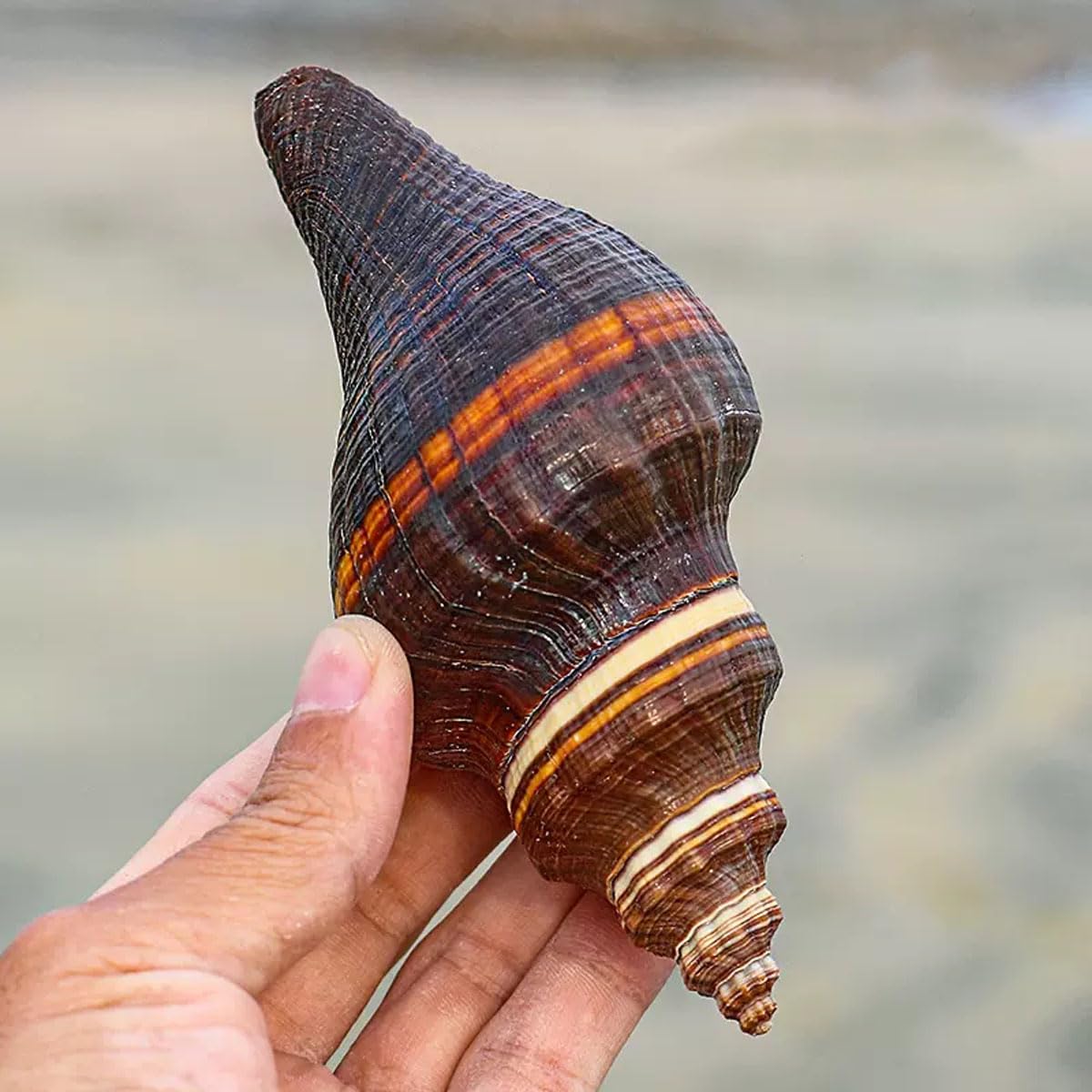 Coquillage, 12-15Cm la décoration de Mariage, fête à thème sur Plage(12~13cm)