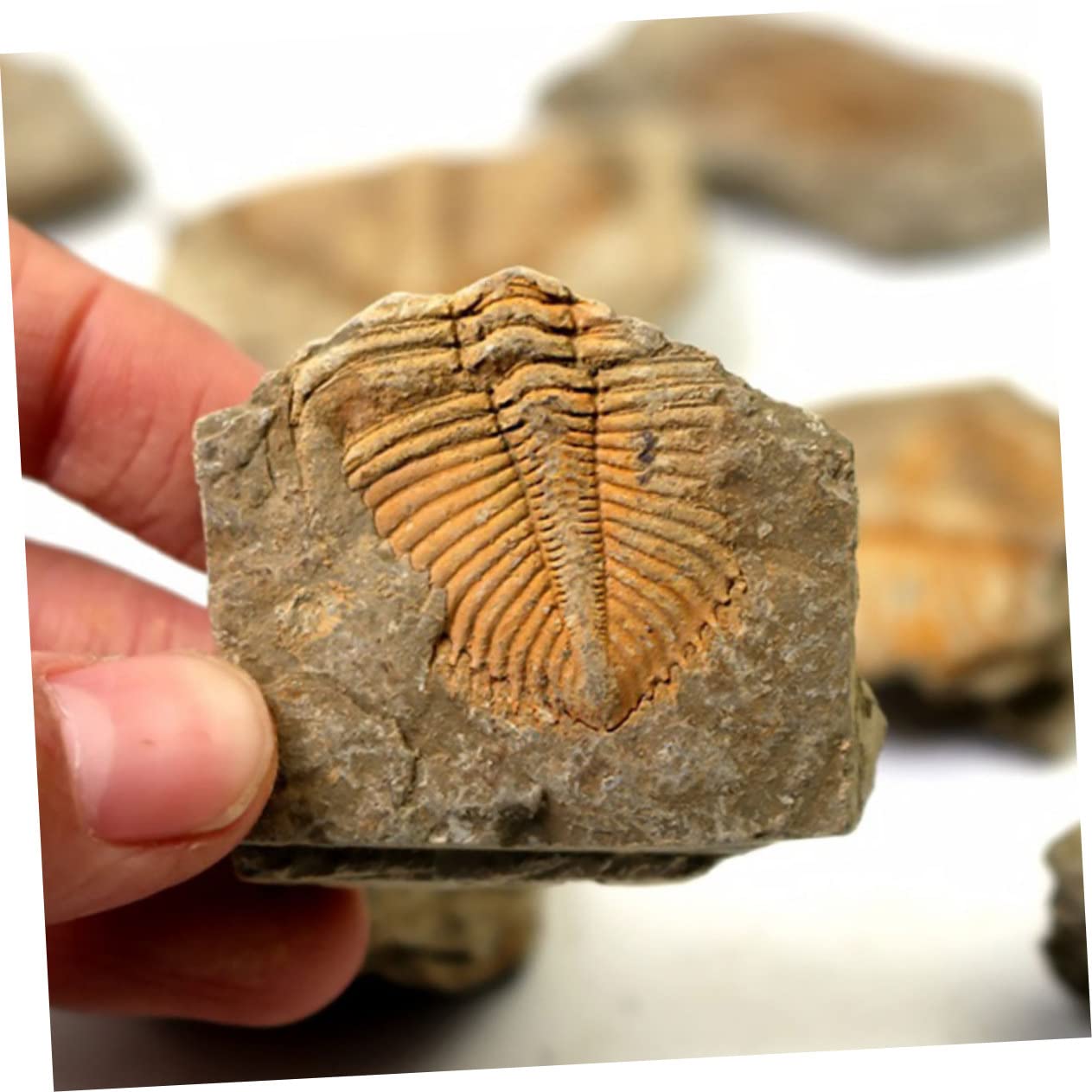 12piezas Kit De Fósiles De Trilobite Para Coleccionistas Herramienta Educativa De Rocas Prehistóricas Para Decoración Del Hogar