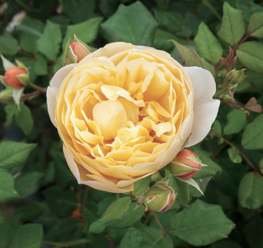 'Zara' Potted Rose - 4 Litre Pot - Great Gift Idea - Gorgeous Yellow Fragrant Blooms