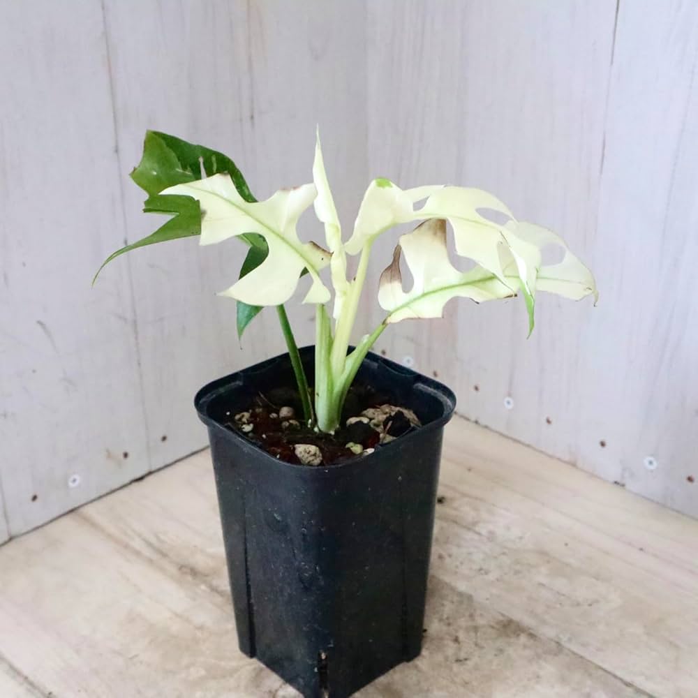 ⭐︎美株⭐︎ Monstera pertusa cv.'Variegata' 4号 Amazon.co.jp: rare speckled princess monstera pertusa