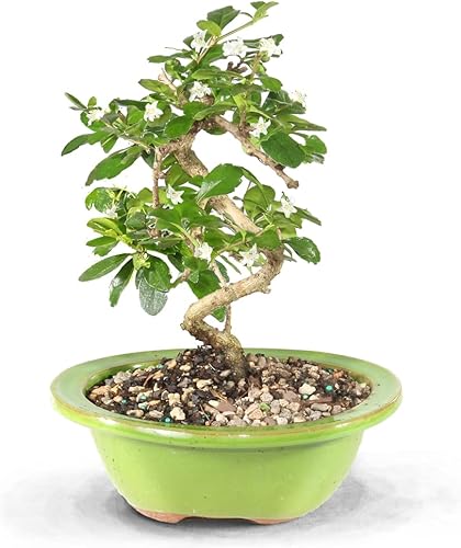 Brussel's Bonsai - Árbol bonsái para interiores, Olla de cerámica, M