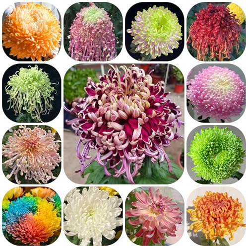 semi di crisantemo resistenti ornamentali decorazione crisantemo per luoghi soleggiati decorazione da giardino per esterni, tappeto 600pcs