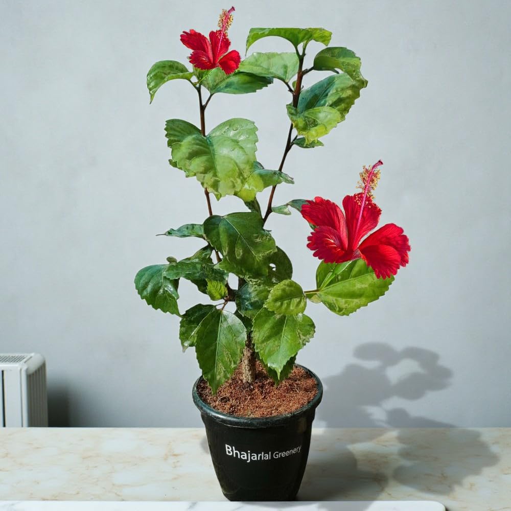 BHAJANLAL GREENERY® Red Hibiscus Live Plant | Gudhal Flower Plant for Home & Garden | Outdoor Blooming Plant with 4 Inches Black Pot