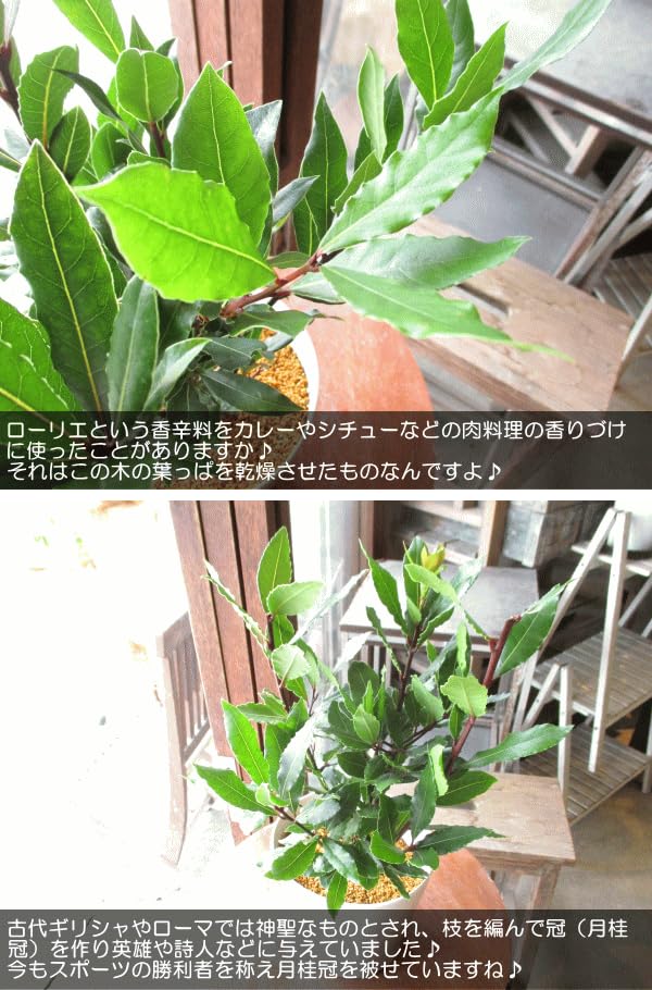 Amazon.co.jp: 月桂樹 ローリエ 5号鉢サイズ 鉢植え 苗木