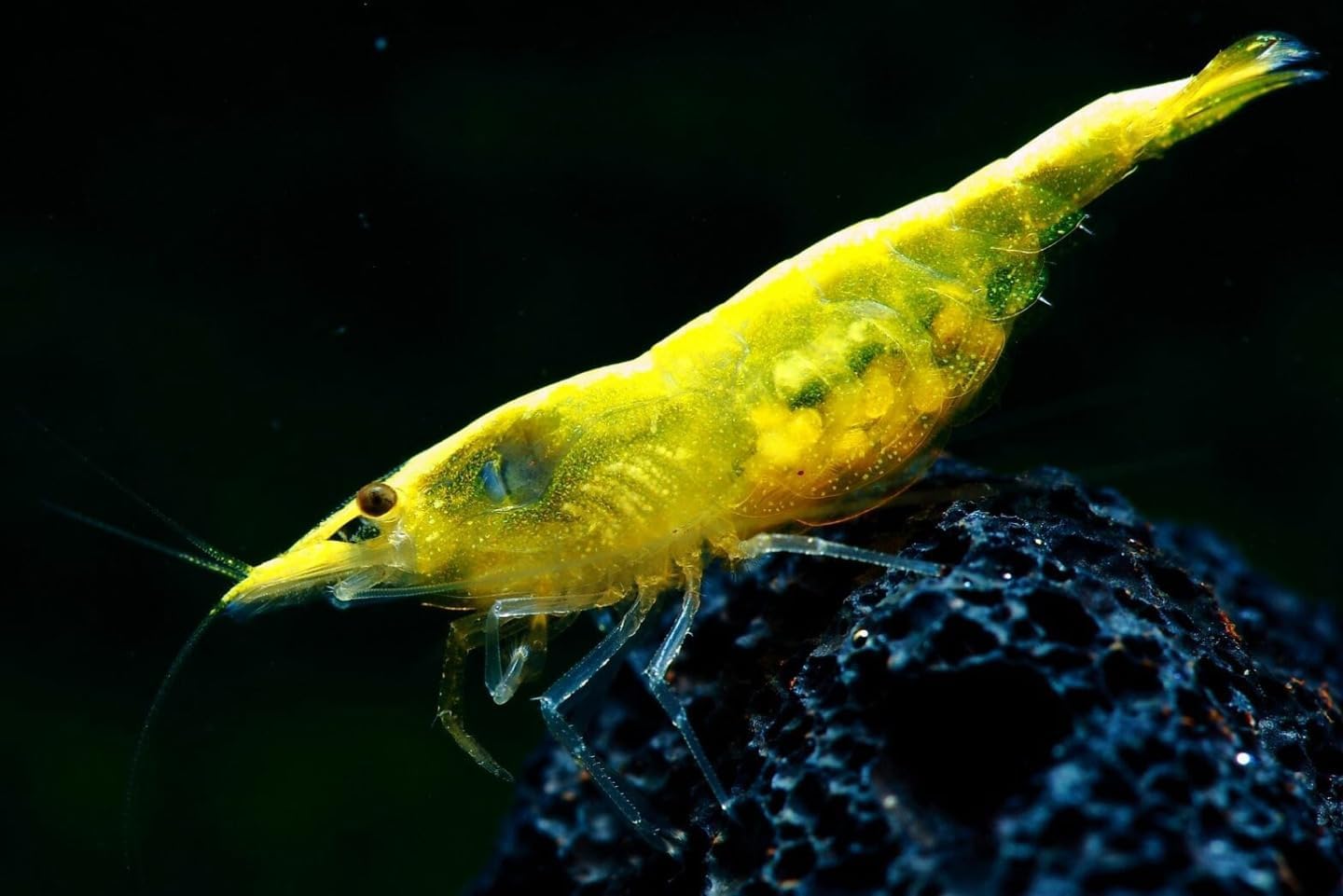 Swimming Creatures™ Premium Neocaridina Shrimp – Fun Two-Color Combo for a Vibrant Aquarium (5 Red 5 Yellow)