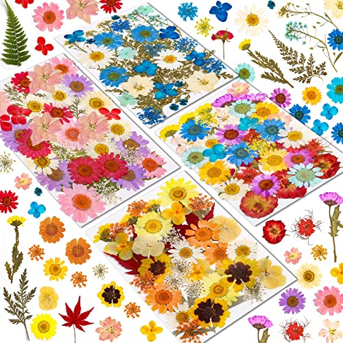Flores secas prensadas naturales para artesanía y resina