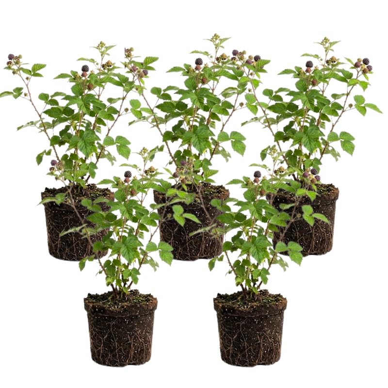 5 Blạck Hawk Raspberry Plants Live for Planting, Size 12-24 Inch Tall, Sweet Fruit Tree for Outdoor Garden, Easy to Grow