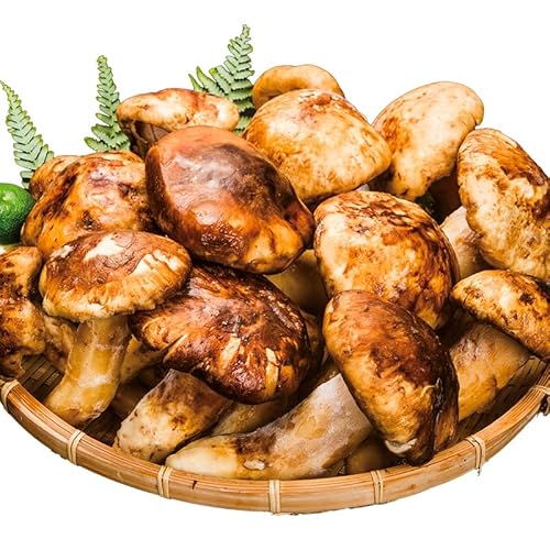 500g or 1kg 天然松茸(開き) まつたけ マツタケ 松茸ご飯 炊き込みご飯 きのこ お吸い物 冷凍 お土産 お祝い プレゼント ギフト (500g×1袋(約7～8本前後))のサムネイル