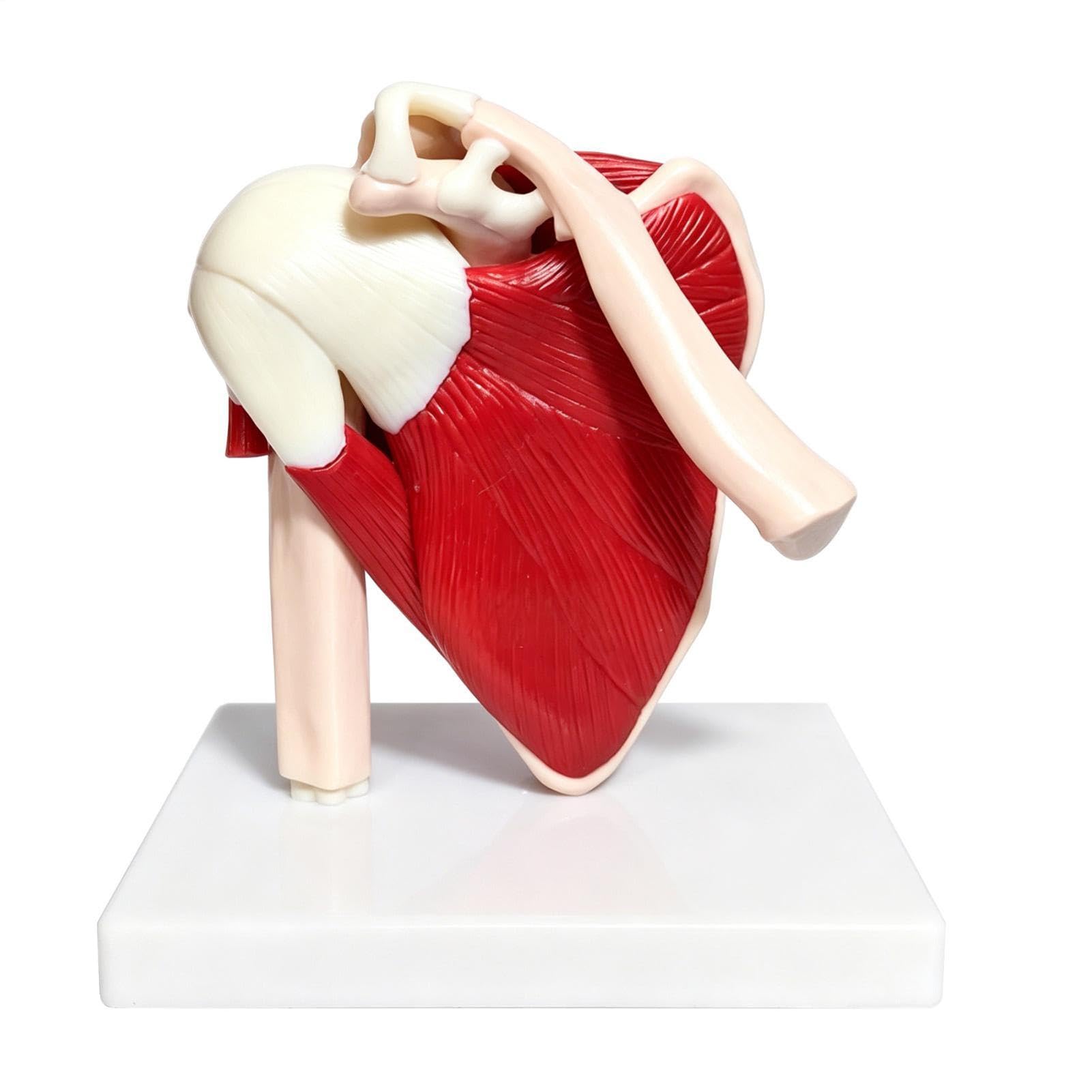 Di Articolazione Della Spalla Ausilio Didattico Anatomico In PVC | Di Spalla Del Corpo Umano Per Medico Uomini Donne Ragazzi Ragazze Giovani Adolescenti Figlio Figlia Famiglia