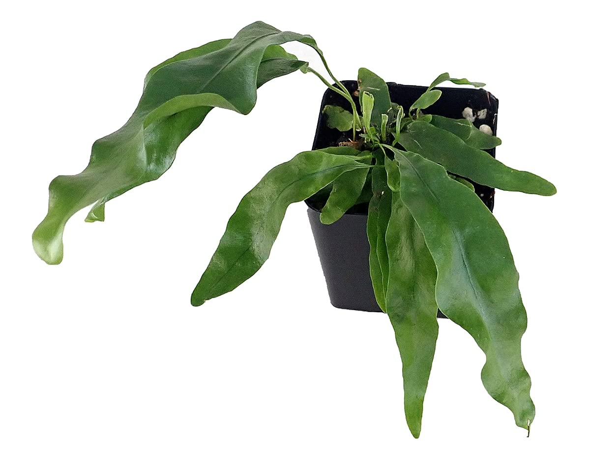 Microsorum scolopendrium