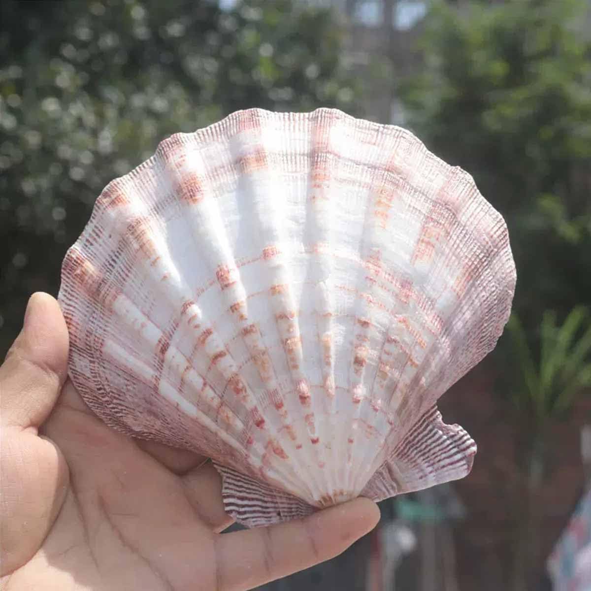 Muszla, 11~14 cm na dekoracje ślubne impreza tematyczna plaży(11~12cm)