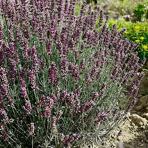 Fresh Seeds - Lavanda - Hidcote Blue - 200 Semi