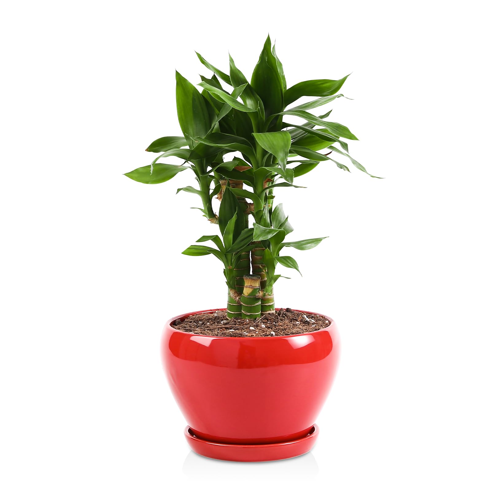 vicrays Glazed Red Plant Pot