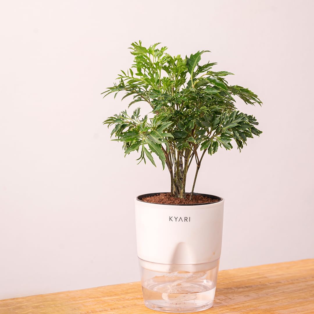 See full amazon price history chart for KYARI Aralia Green Indoor Plants for Living Room | Live Plants | Plants with White Pot for Home | Air purifier plants | Plants for Home Decor | Plants for garden | Indoor Plants for bedroom KYARI Aralia Green Indoor Plants for Living Room | Live Plants | Plants with White Pot for Home | Air purifier plants | Plants for Home Decor | Plants for garden | Indoor Plants for bedroom (B0BD7JTWRS) Amazon Price History, Amazon Price Tracker