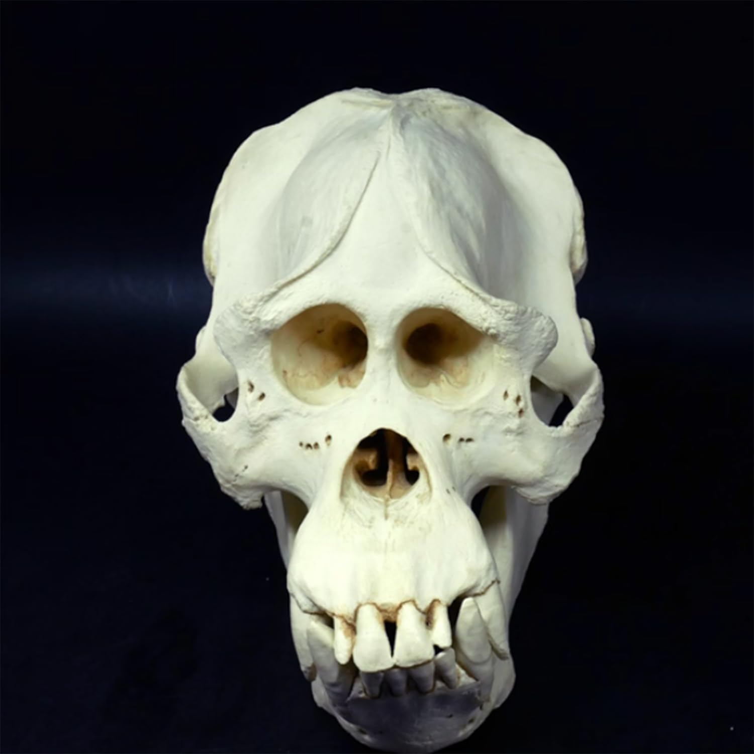 Sumatran Orangutan Skull Model Animal Skull Model for Home Decoration,1: 1 Replica Skull Zoo Skull Specimen,for Science Education,Teaching, and Study22*24.6cm