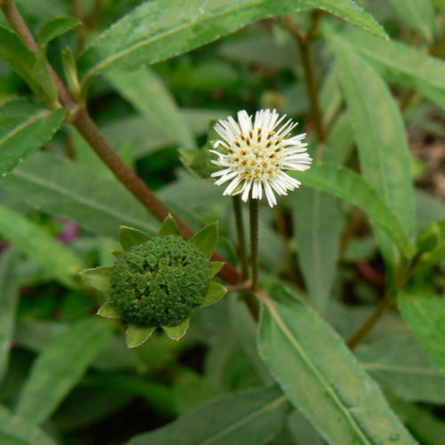 Hug A Plant | Bhringraj/False Daisy (Eclipta prostrata) Flowering/Ornamental/Medicinal/Live Plant (Home & Garden) (B0CB617SZ2) Amazon Price History, Amazon Price Tracker