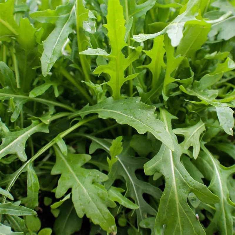 Arugula (Eruca Sativa) Vegetable Seeds, Distinctive Peppery Taste, Pollinator-Friendly, Seeds by MySeeds.Co, You Choose The Amount (0.5 oz)
