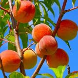 2 Large Fruit Red Peach Tree Live Plant, 6 to 13 Inches in Tall, Zones 5 to 9, Winter Hardy, No CA