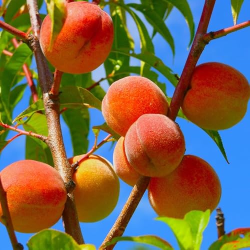 2 Large Fruit Red Peach Tree Live Plant, 6 to 13 Inches in Tall, Zones 5 to 9, Winter Hardy, No CA