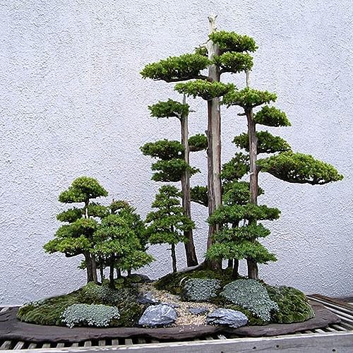 20 Unids Pino Blanco Japonés Pinus Parviflora Plantas Verdes Mini Árbol Bonsai Semillas para Plantar Jardín