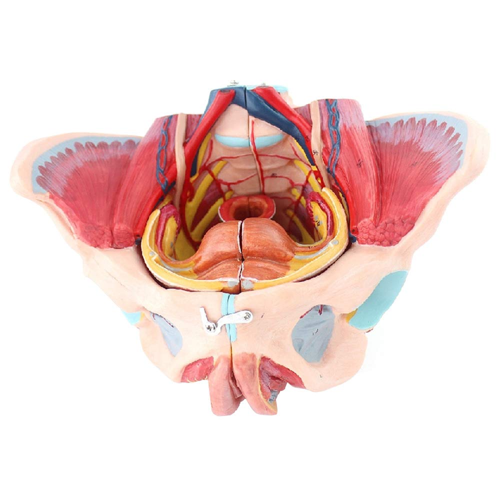 Anatomiczny Model Naprawy Kości Poporodowych, Ludzki Model Miednicy, Miednica Z Miednicą, Model Anatomii Mięśni, Prezentacja Nauczania