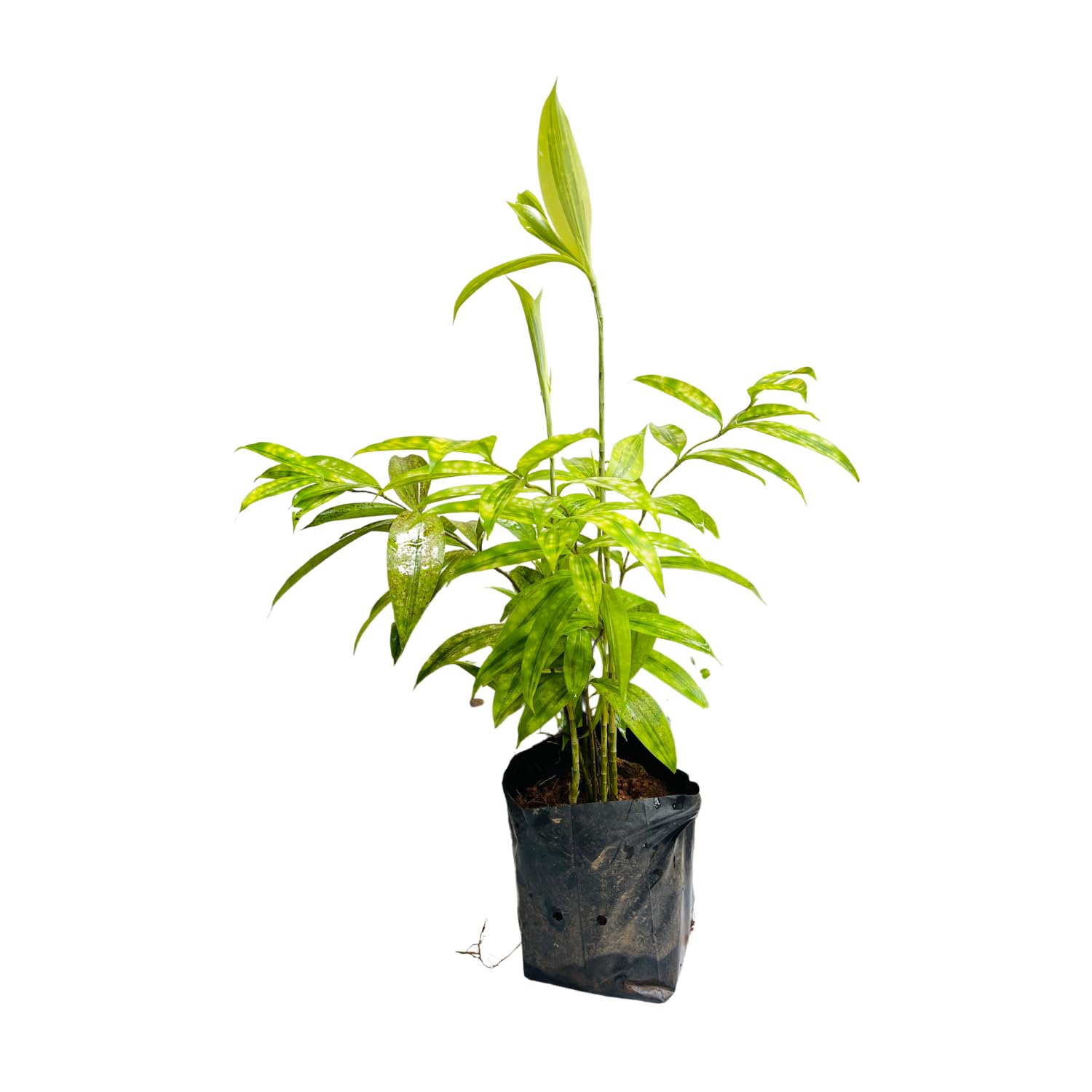 Dracaena Golden Milky/Milky Bamboo In Poly Bag (Home & Garden)-image-26