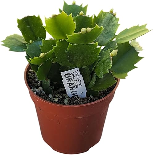 Miniatura 2 de Planta de cactus de Navidad viva en maceta de 4 pulgadas, suculenta festiva, planta de interior que florece en naranja