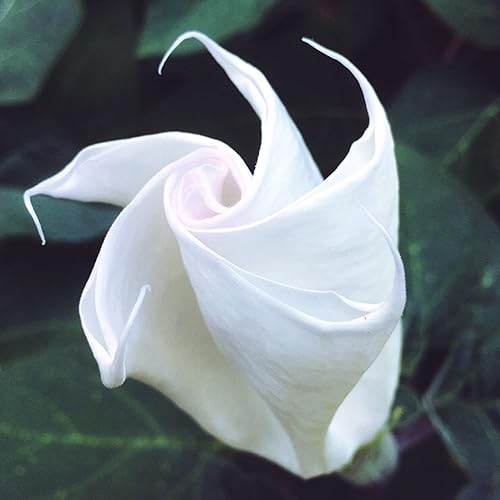 Miniatura 2 de CHUXAY GARDEN Ipomoea Alba-Moonflower,Tropical White Morning-Glory,Moon Vine 30 semillas vistosa planta de acento