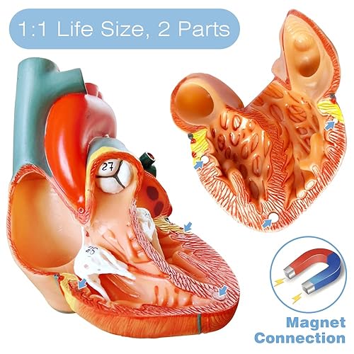 Miniatura 6 de EVOTECH SCIENTIFIC Modelos de cuerpo humano, esqueleto y corazón, el mejor modelo de anatomía, juego de 3 herramientas prácticas de estudio de