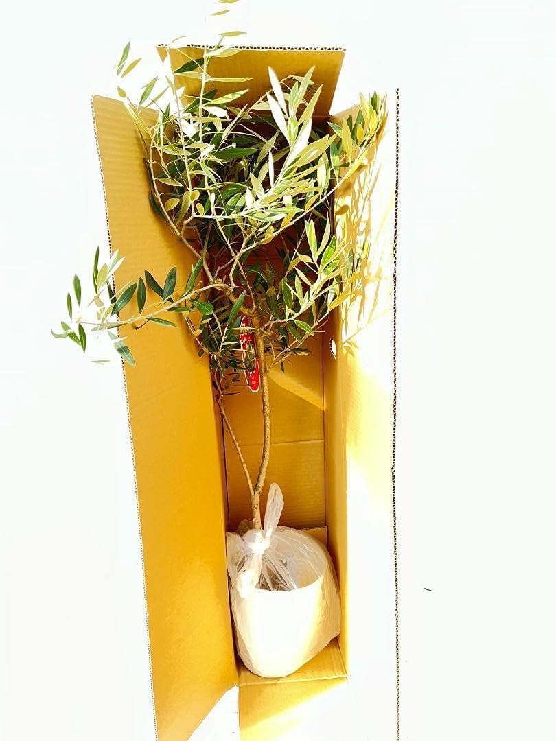 オリーブの木　ワッガベルダル　6号　80cm　NO.166　希少品種　観葉植物 オリーブの木 ワッガベルダル 6号 80cm NO.166 希少品種 観葉植物