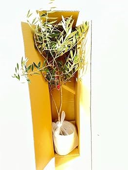 オリーブの木　ミッション　7号　約120cm　NO.649　人気品種　現品掲載 Amazon.co.jp: オリーブの木 ミッション 7号 約120cm NO.532 人気品種