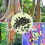 SANHOC Bonsai-Baum seltenen Regenbogen Eucalyptus Deglupta Bonsai, Auffälliges Tropische Baumpflanzen, Eukalyptus Anlage für Gartenpflanze: 30PCS