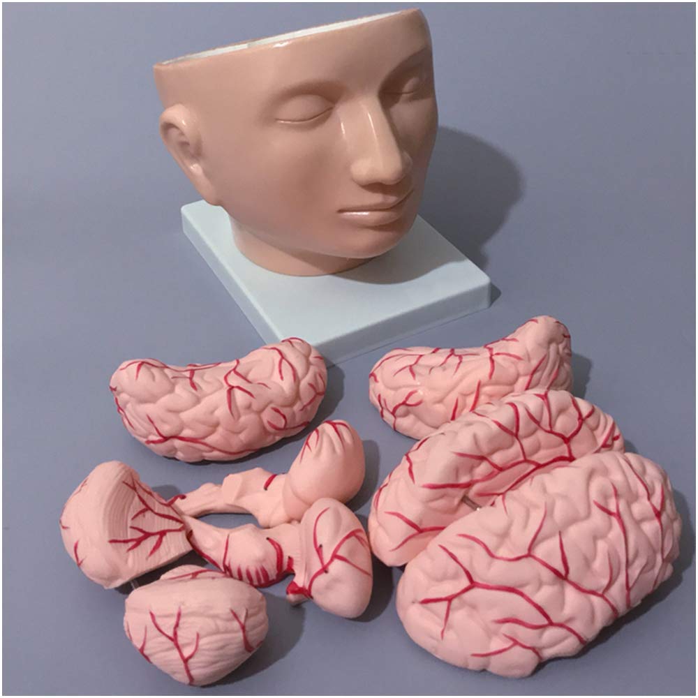 GTHTUHFD Medical Brain Model - Head Model With Brain - Human Anatomy Head Skull Brain Cerebral Artery Model - For Study Display Teaching Medical Model