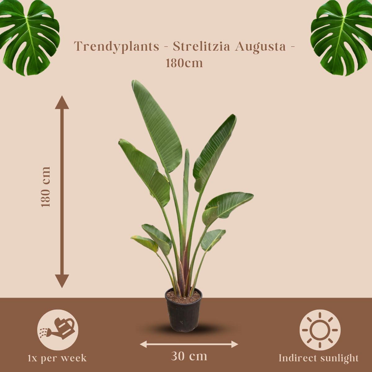 Trendyplants - Strelitzia Augusta - Fiore di uccello del paradiso - Pianta da interno - Altezza 170-190 cm - Dimensioni vaso Ø 30 cm