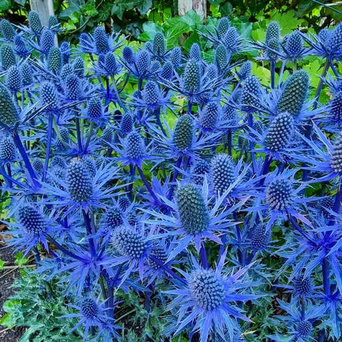 25 Blue Glitter Sea Holly Seeds - Eryngium Flower Seeds