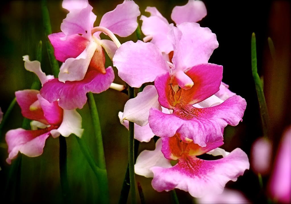 Vanda Orchid Starter Plant - 3 Pack #D3
