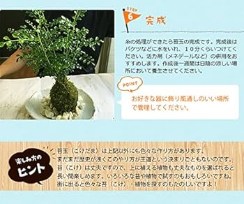 Amazon.co.jp: さあ苔玉（こけだま）を作りましょう！【苔玉作成