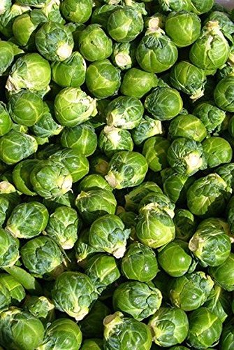 Semillas de coles de Bruselas Paquete de 1000 semillas