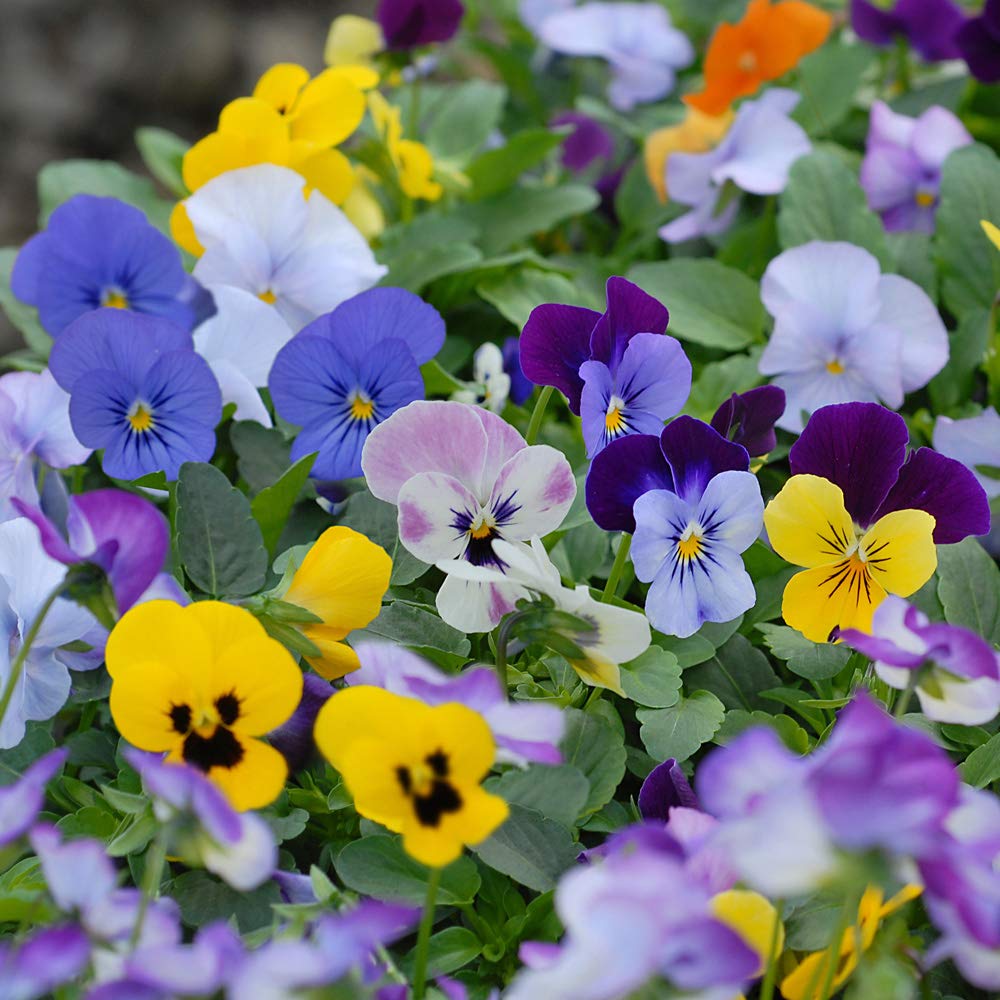 Viola Sorbet XP Mixed Flowering Hardy Perennial Garden Ready Pansy Sorbet Hardy Perennial Ideal for Containers and Window Boxes 30x Garden Ready Plants by Thompson and Morgan