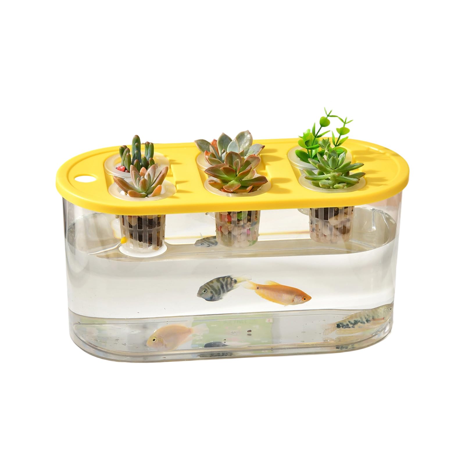 Piceioep Multiple Use Water Culture Box for Hydroponic Tulips Bean Succulents and Various Plant in Homes Gardening Garden Tool