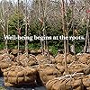 Burloptuous 40" x15 Feet Gardening Burlap Roll - Multipurpose Natural Burlap Fabric, High Density Jute Fiber Material for Decorations, Center Pieces for Home, Rustic Party Décor #4