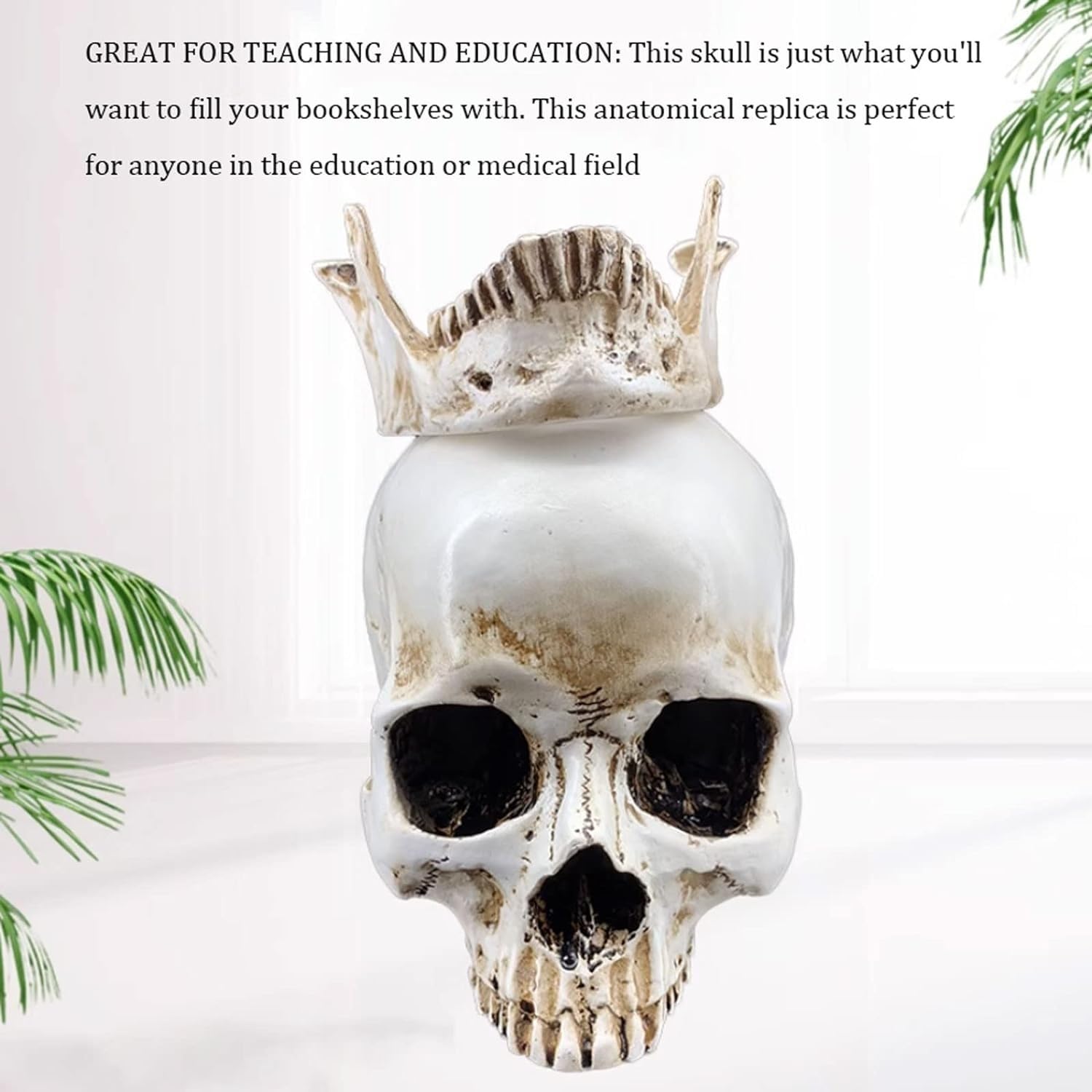 Anatomía De La Educación Modelo De Cráneo Humano Anatómico Médico Tamaño Real Cabeza Hueso Anatomía Alta Precisión Muñeca de Anatomía