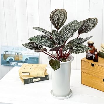 Amazon Co Jp 観葉植物 モノレナ プリムリフロラ 5号ロング鉢 受け皿付き 育て方説明書付き Monolena Primuliflora 希少 レア 珍しい アリ植物 Diy 工具 ガーデン