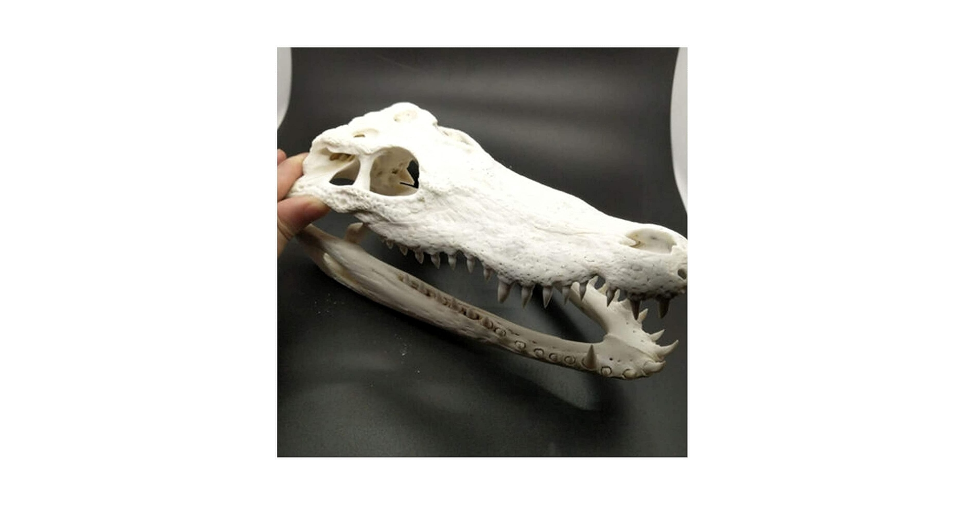 ワニ　頭骨　標本　剥製 Amazon.co.jp: 本物のワニの頭蓋骨剥製ヘッド剥製動物の骨