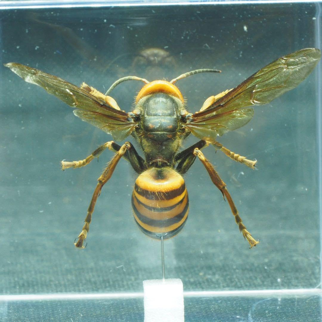 Amazon.co.jp: オオスズメバチ 女王蜂 立体標本2403 : ペット用品