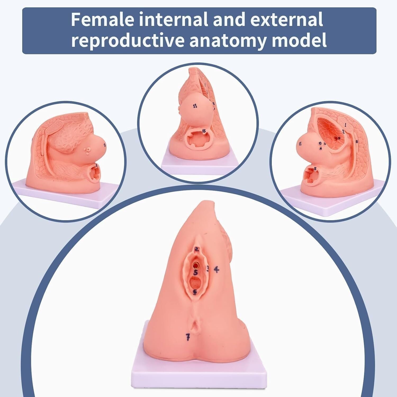 HEQIM Male and Female Catheterization Model Internal and External genitalia, 2-Piece Catheterization Model, PVC Anatomical Model Nursing Practice Suitable for Medical Clinical Teaching and Internship
