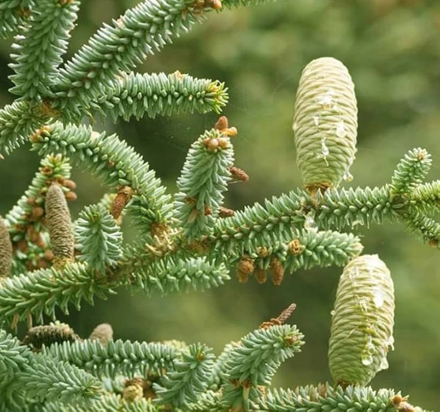 Amazon.com: Abies pinsapo (西班牙冷杉)樹籽,銀藍色華麗金色